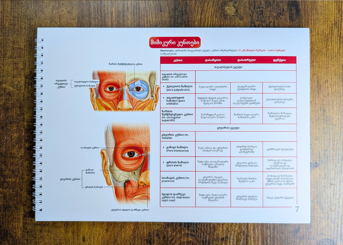 სახის ანატომიის ბარათები